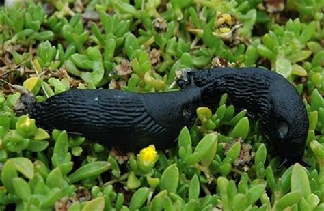 Black Magic Slugs: Stealthy Sorcerers of the Garden